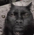 kät